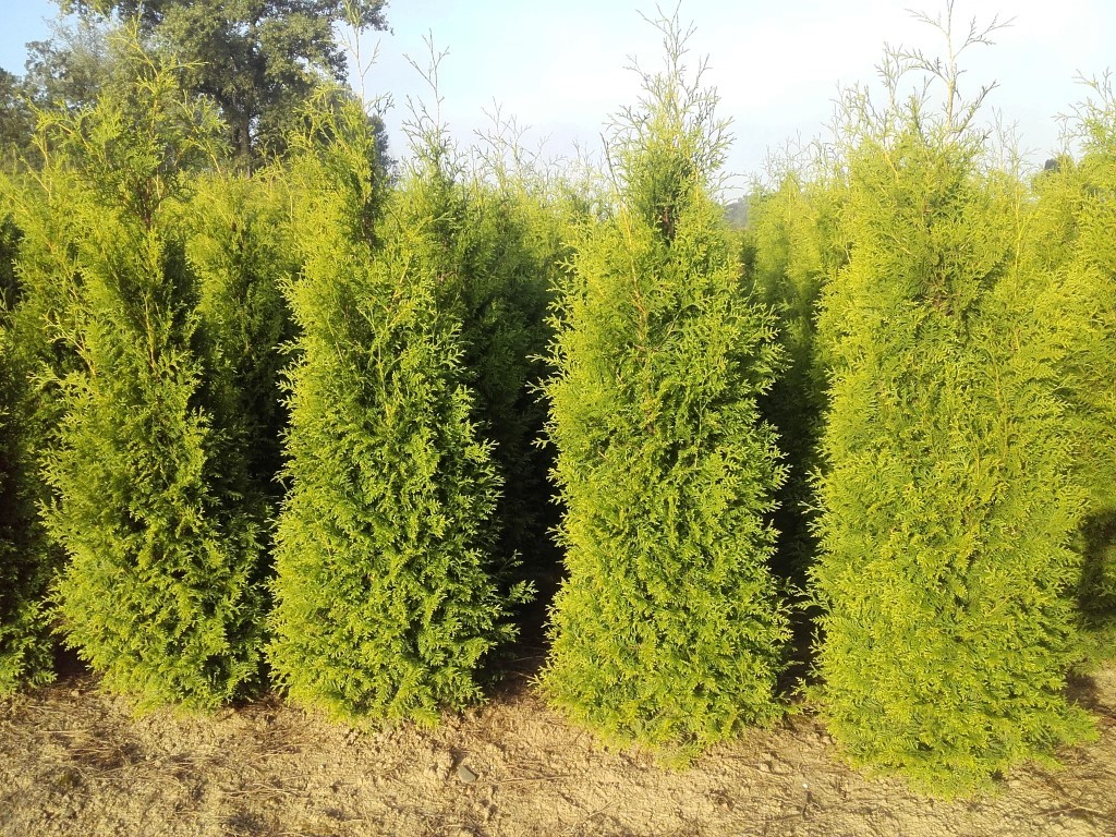 Foto van Thuja occidentalis 'Brabant'