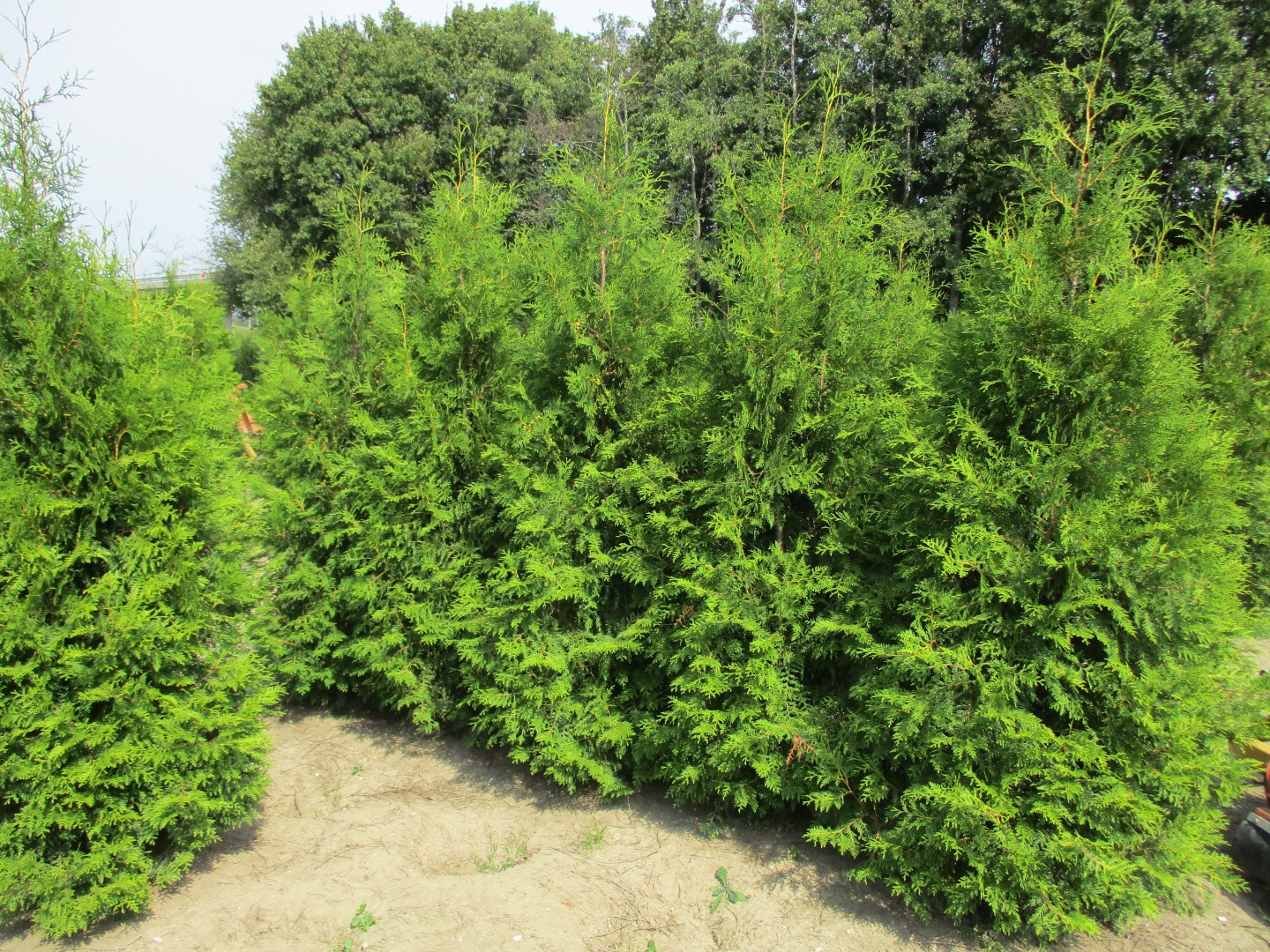 Foto van Thuja occidentalis 'Brabant'