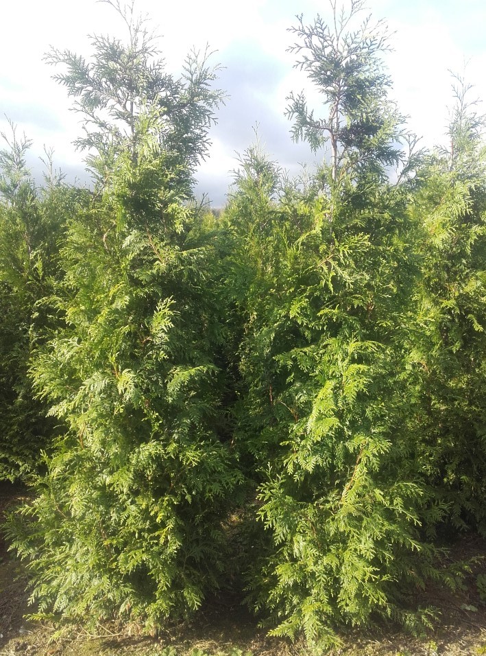 Foto van Thuja plicata ‘Excelsa'