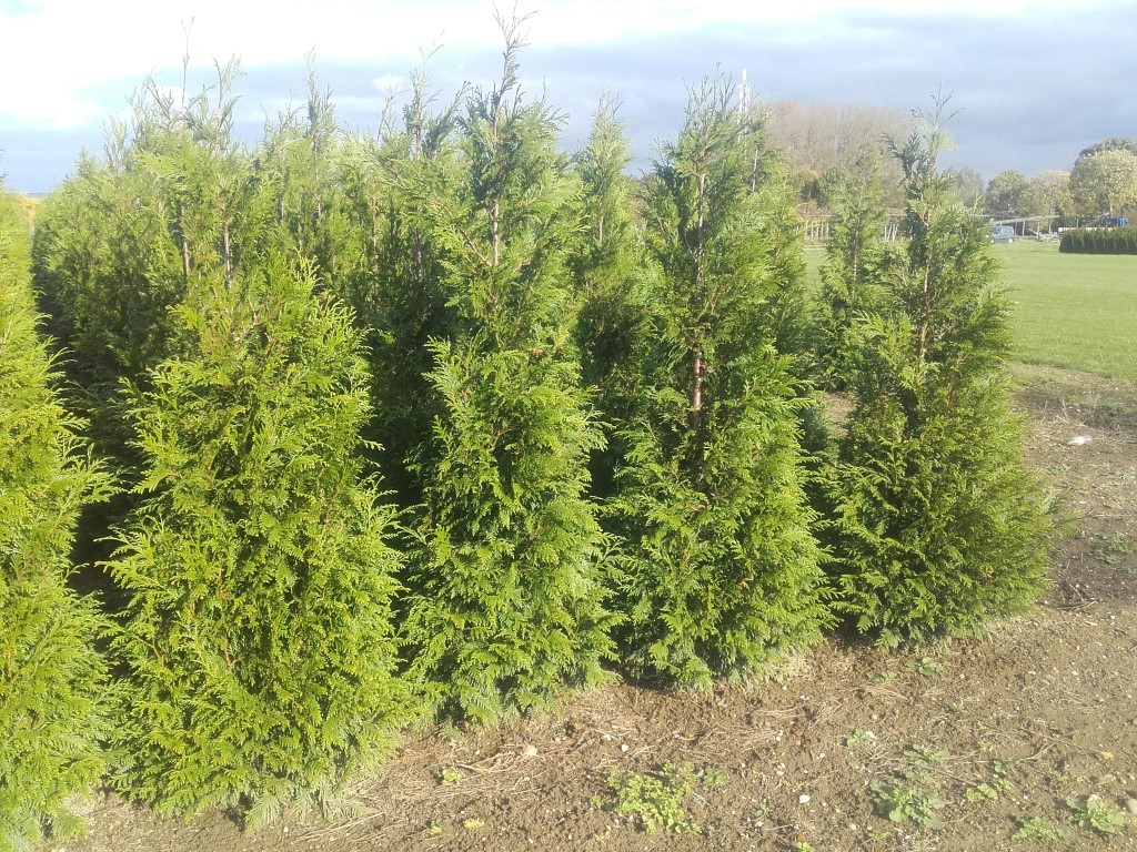 Foto van Thuja plicata ‘Martin'