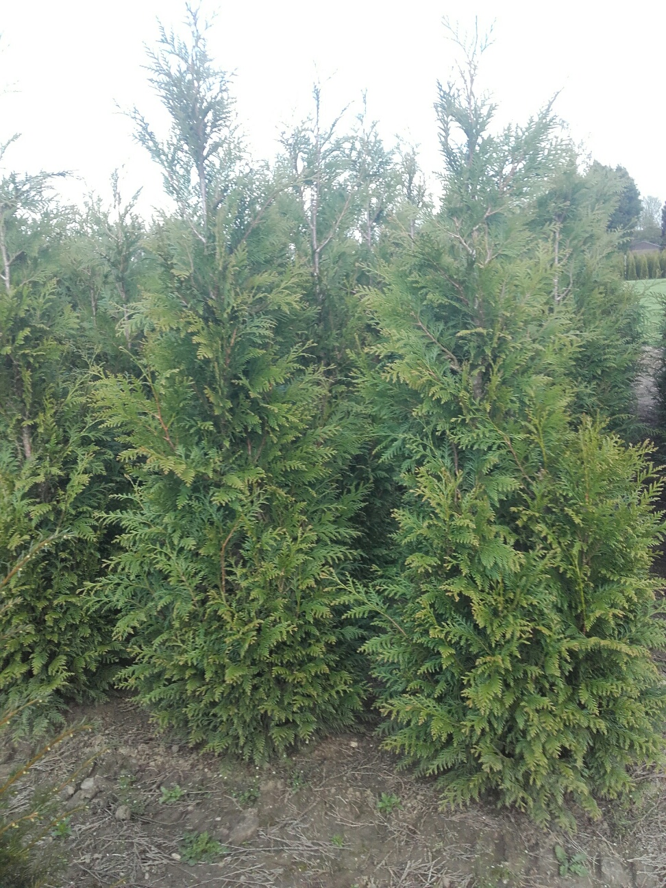 Foto van Thuja plicata ‘Martin'