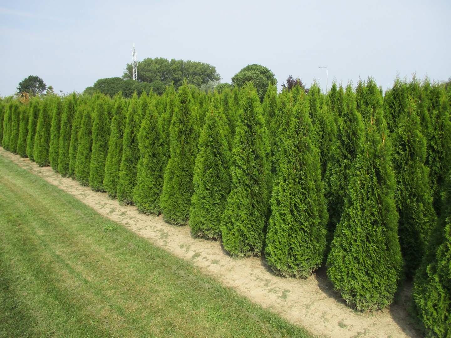 Foto van Thuja occidentalis 'Smaragd'