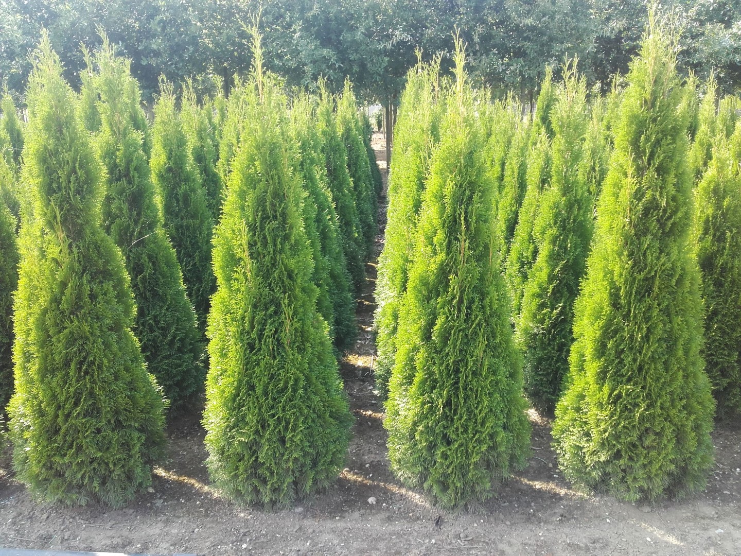 Foto van Thuja occidentalis 'Smaragd'