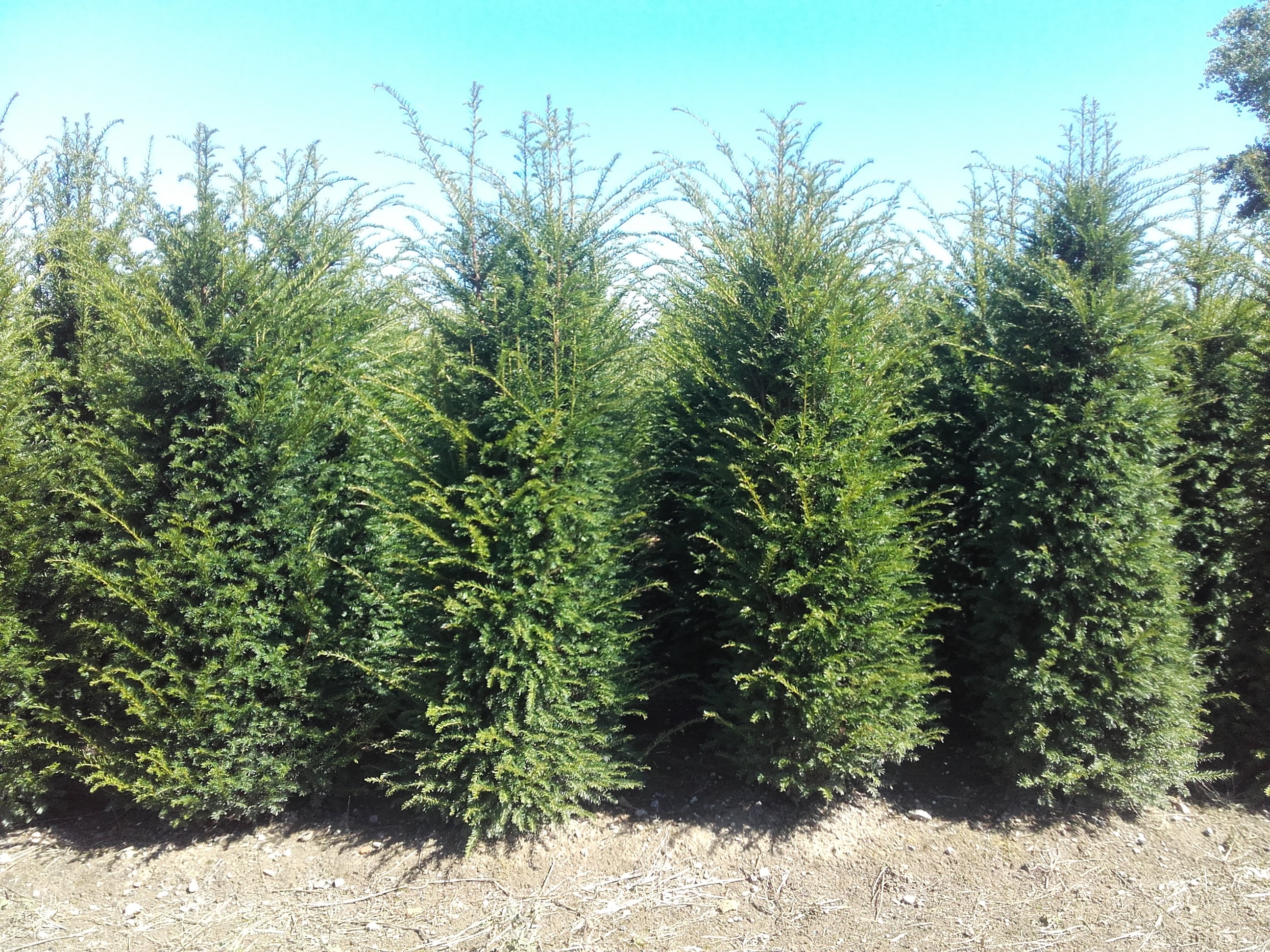 Taxus plant