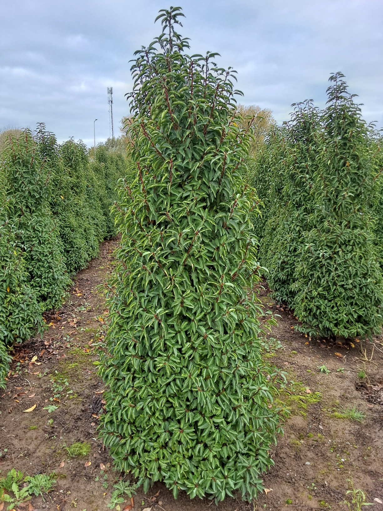 Prunus lusitanica 'Angustifolia' 3